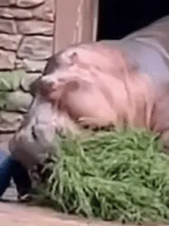 enraged hippo attacks zookeeper