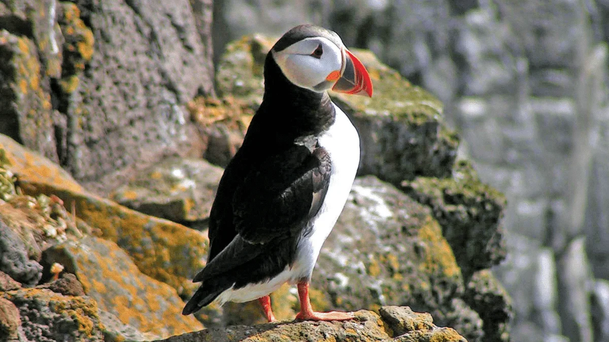 Puffins Thrown Off Cliff