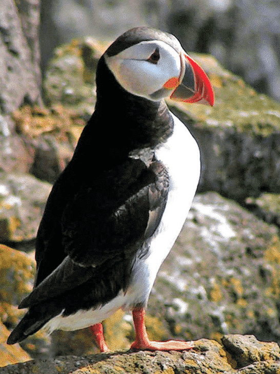10 Stunning Creatures That Call Scotland Home