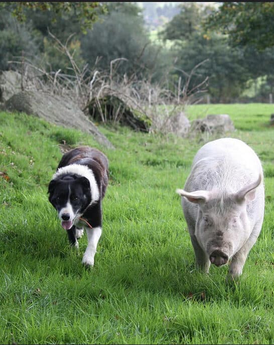 The Unlikely Animal Friendships Capturing Hearts Worldwide
