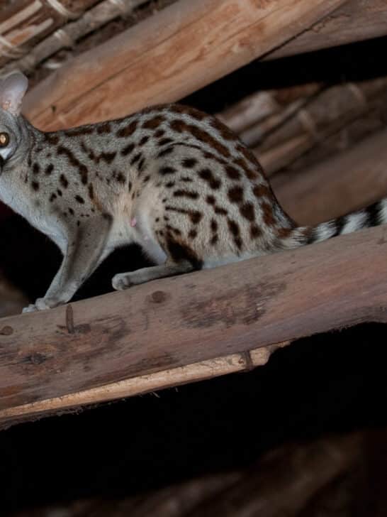 Top 10 Nocturnal Animals