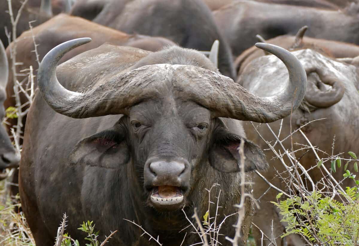 Buffalo Hluhluwe Game Reserve, Hluhluwe-iMfolozi Park, Kwazulu-Natal, SOUTH AFRICA