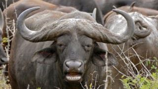 Buffalo Hluhluwe Game Reserve, Hluhluwe-iMfolozi Park, Kwazulu-Natal, SOUTH AFRICA