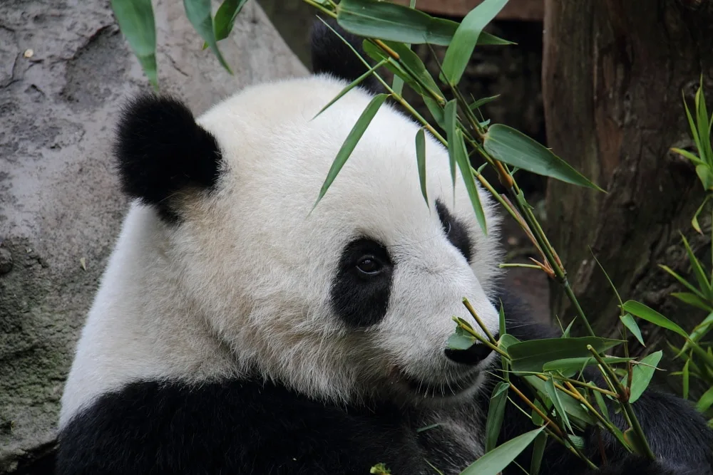 giant panda