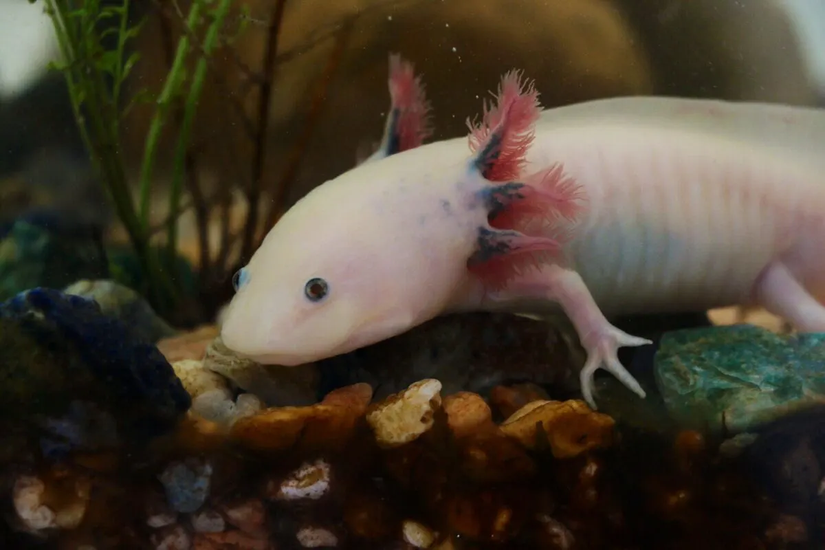Axolotl