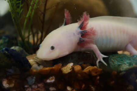 Axolotl – All You Need To Know
