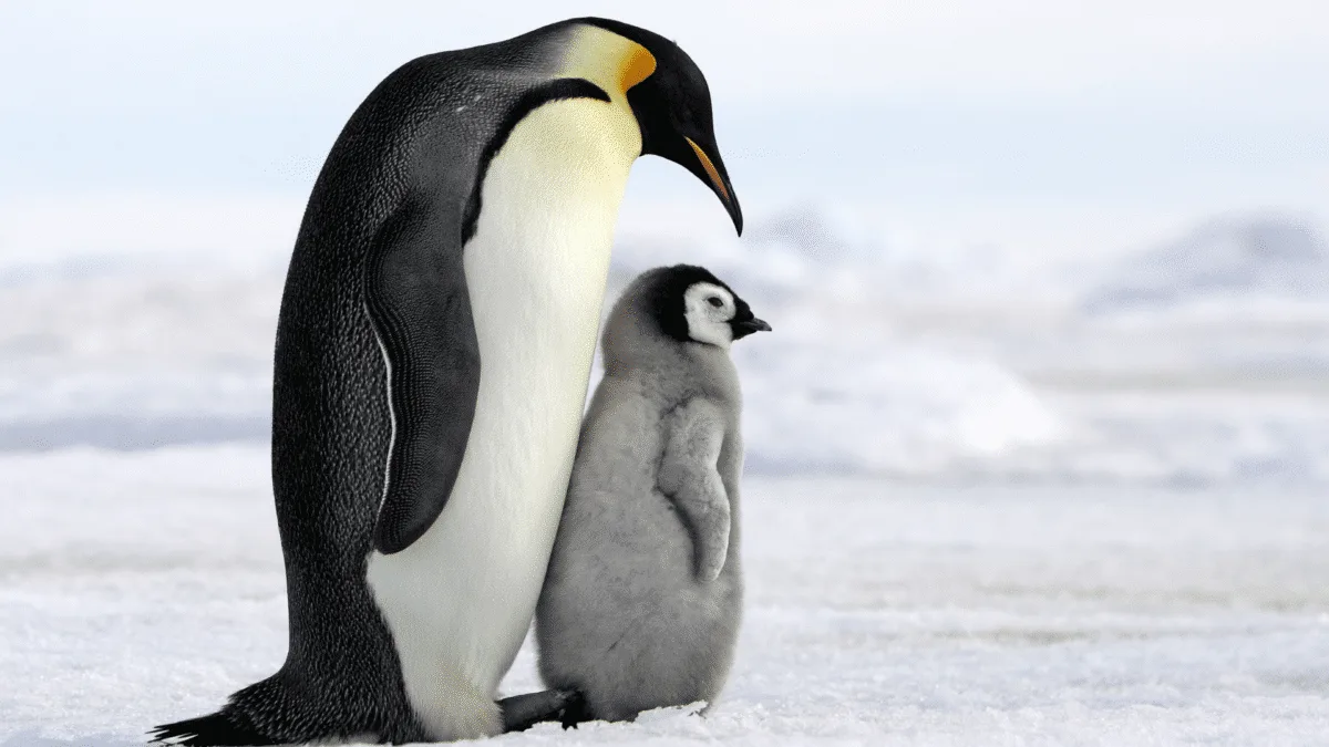 BBC Rescue Helpless Penguins