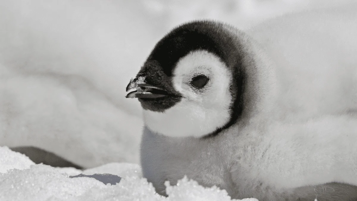 BBC Rescue Helpless Penguins