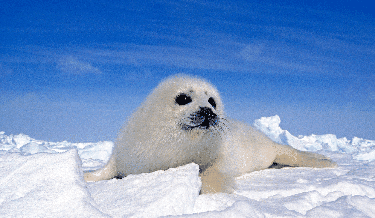 Baby Harp Seal Calls for Mom