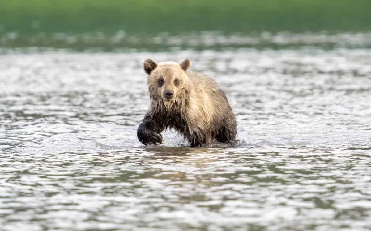 brown bear cub