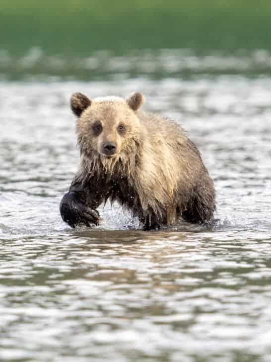 Bear Cubs Are Starving Amidst Salmon Shortage in Japan
