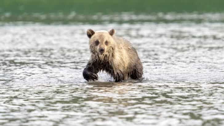 Bear Cubs Are Starving Amidst Salmon Shortage in Japan