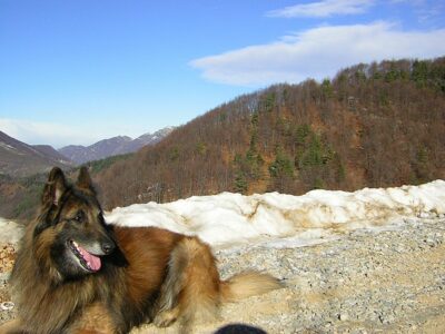 Belgian Tervuren &ndash; The Majestic and Versatile Herding Dog