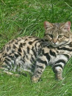 black-footed cats