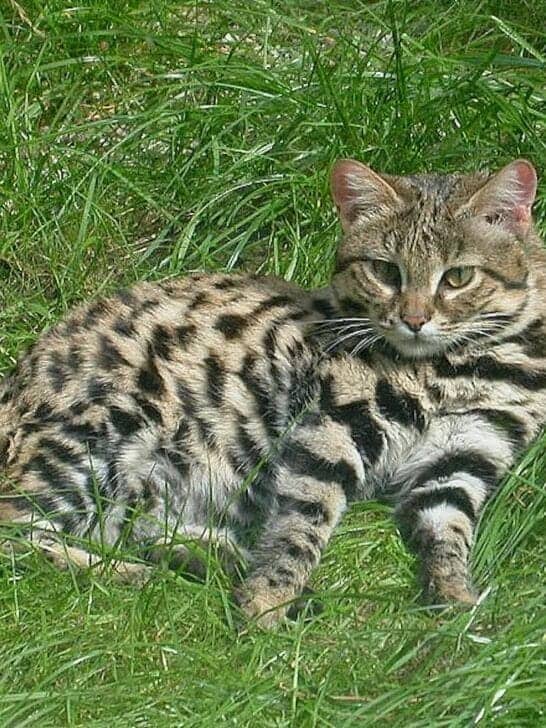 The Black-footed Cat Of South Africa