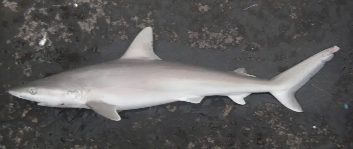 Blacknose shark