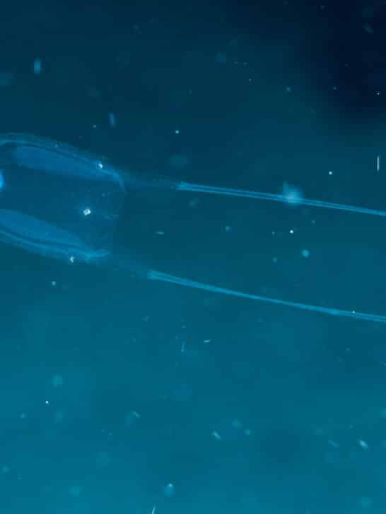 Just in: Jellyfish Can Learn Despite Not Having Brains