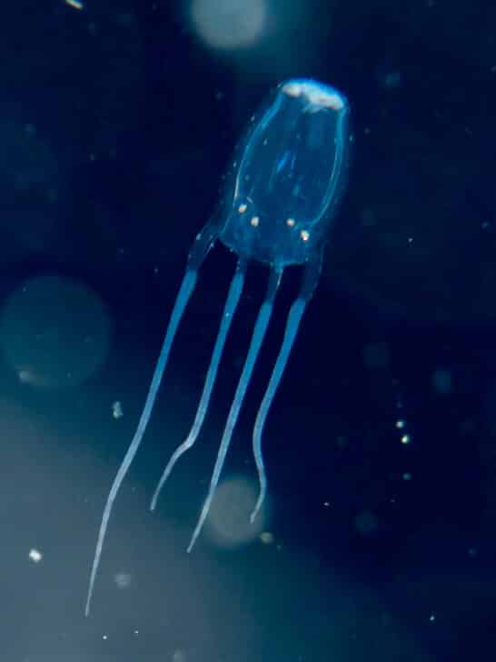 Top 4 Most Dangerous Ocean Animals