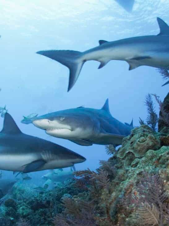 Why You’re More Likely to See Sharks in Shallow Water