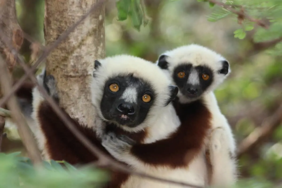 Lemur Madagascar Baby