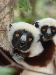 Lemur Madagascar Baby