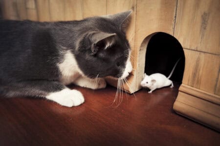 The Real-life Tom And Jerry