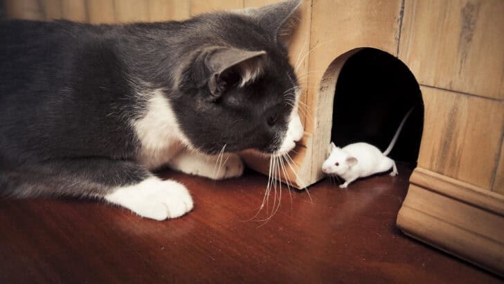The Real-life Tom And Jerry