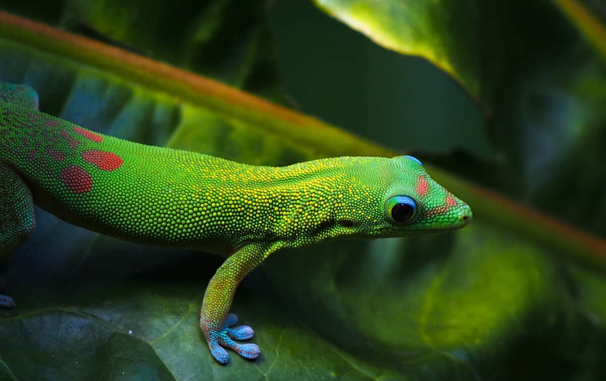 Green Gold Dust Day Gecko on Tropical Leaf