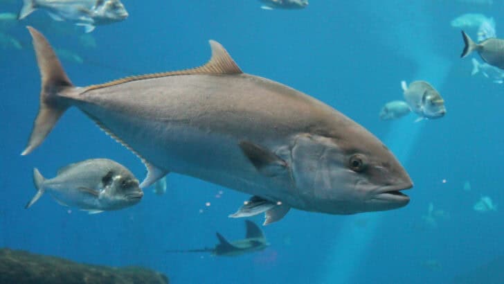 The Science Behind Fish Breathing Underwater