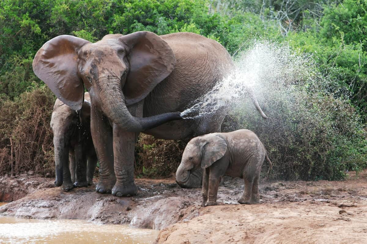 Elephant Spraying Water.