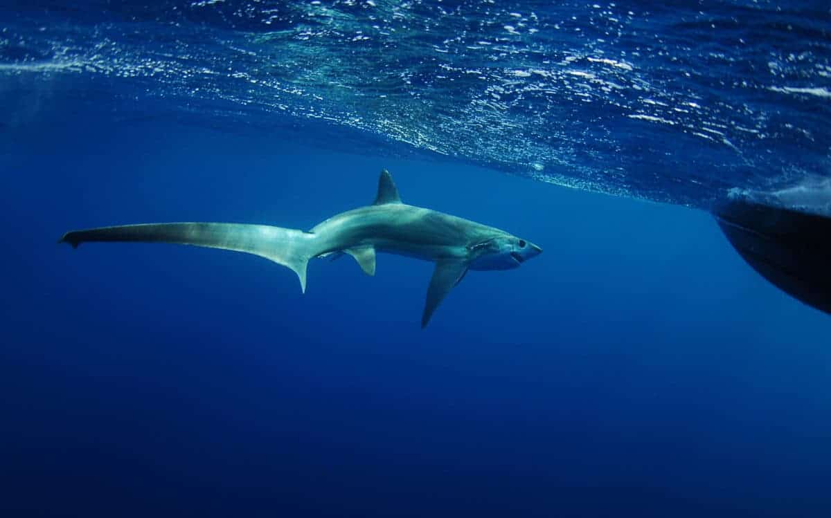 thresher shark