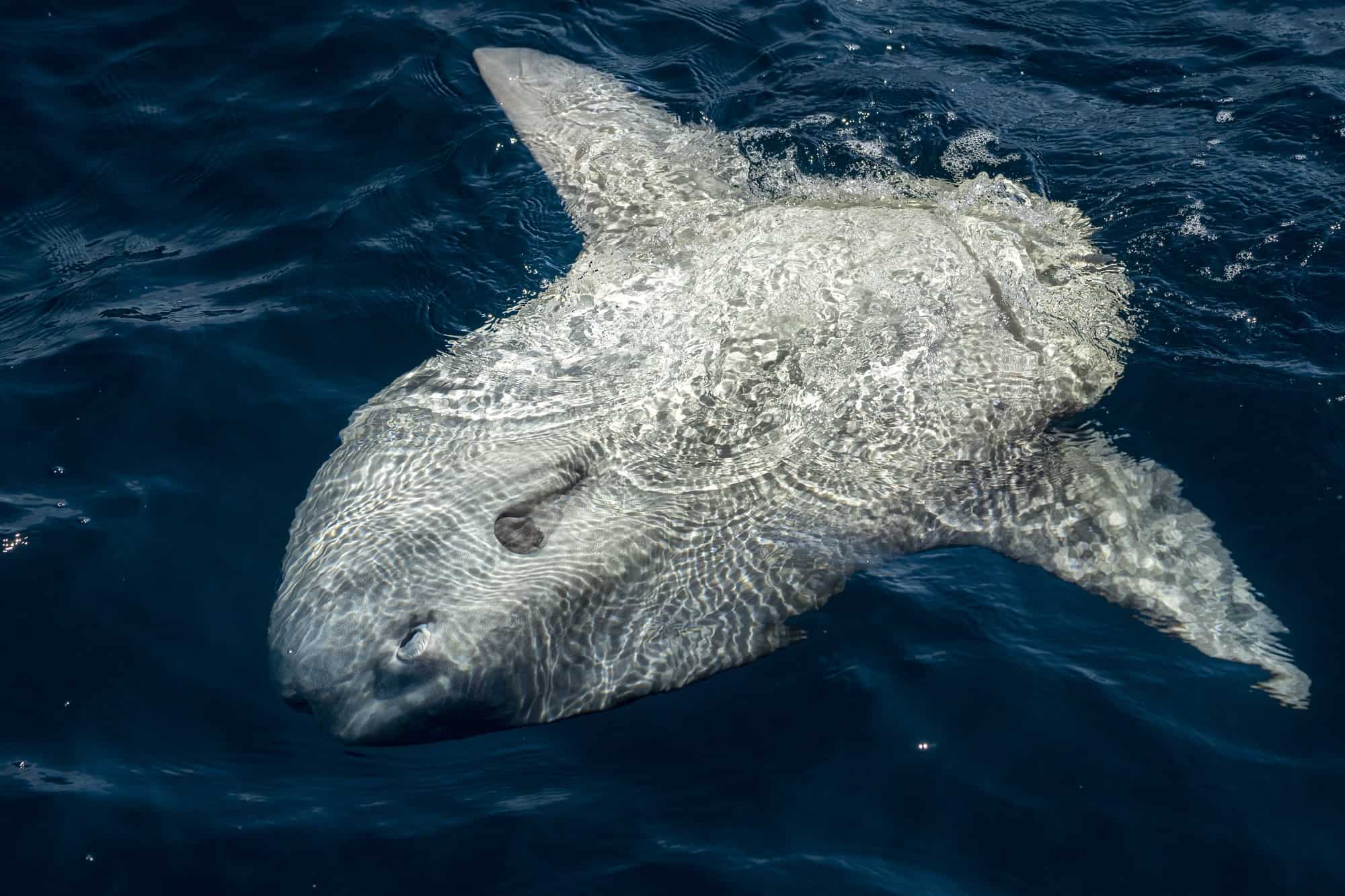 sunfish