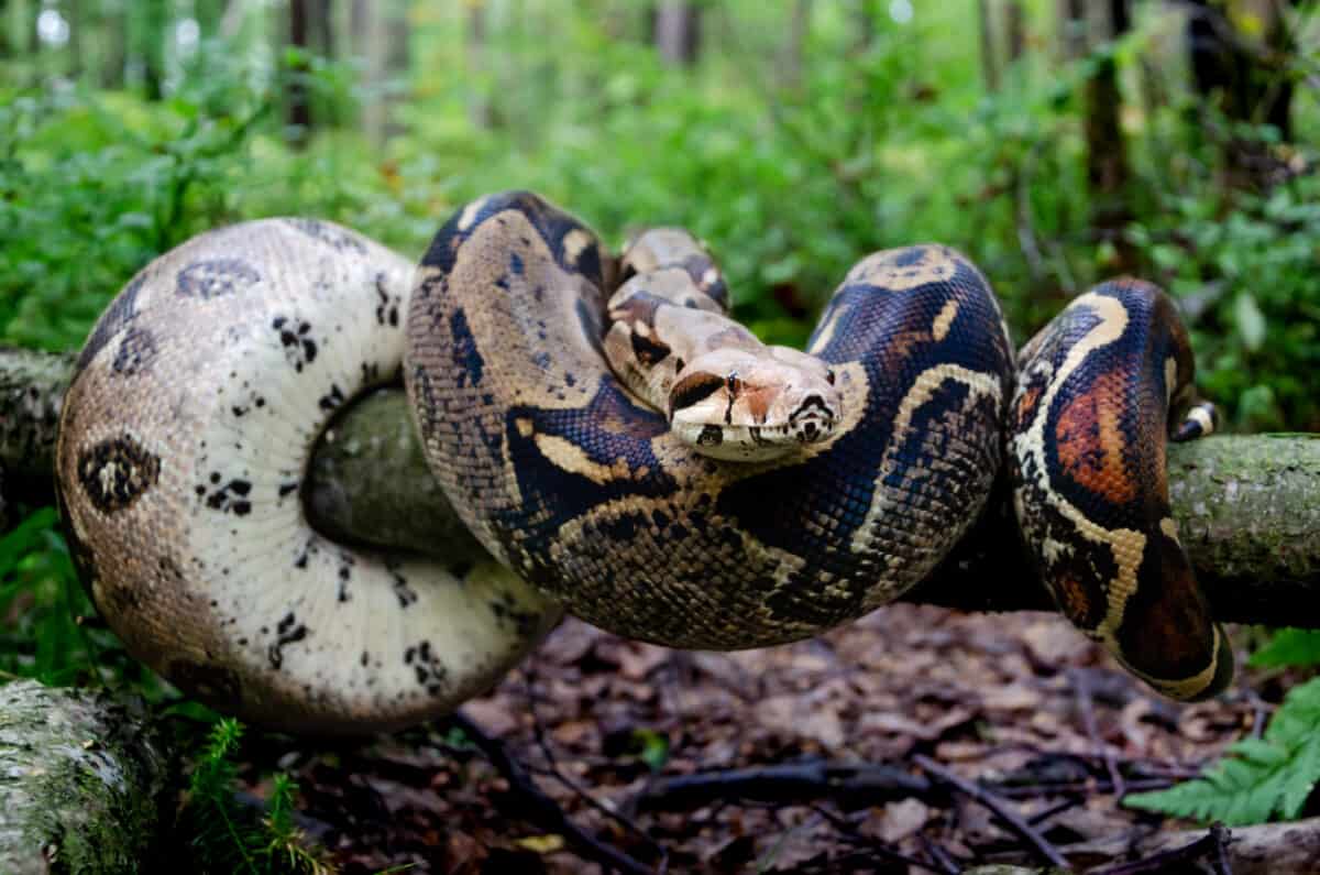 Massive snakes found in ceiling.