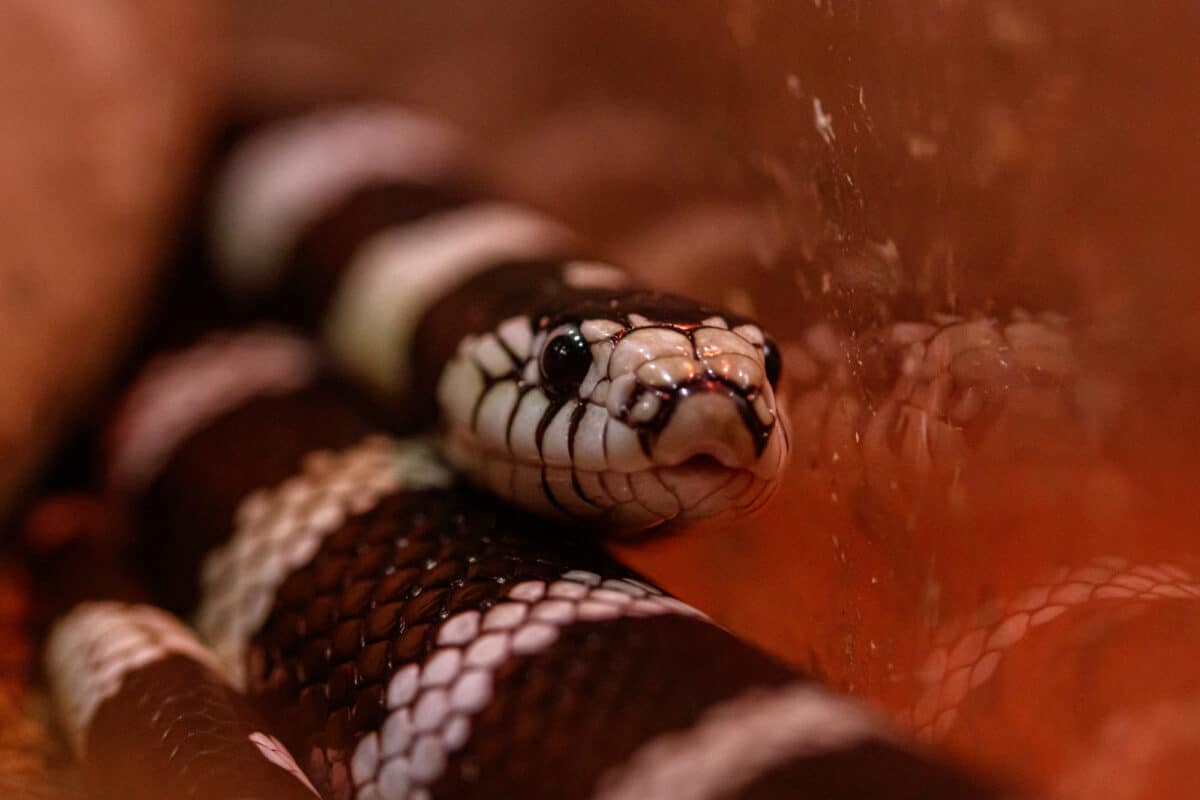 california kingsnake