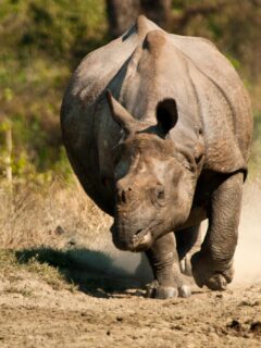 Stop A Charging Black Rhino