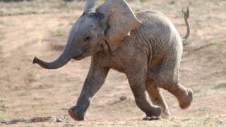 Baby Elephant Running