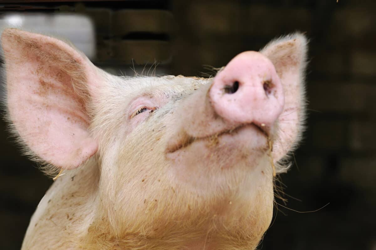 pig