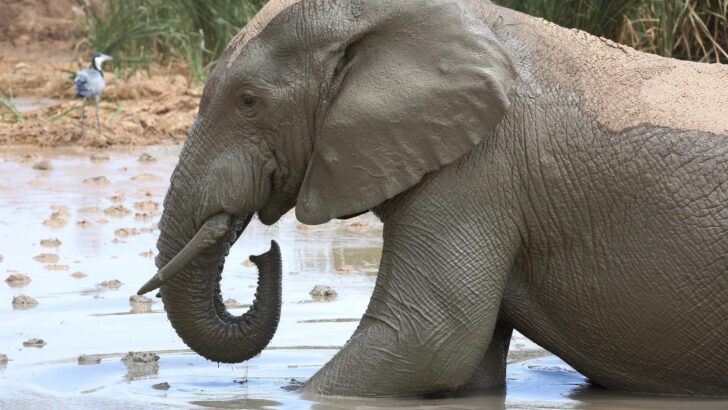 Watch Rescued Elephants Cooling Off Enjoying Their Mud Bath