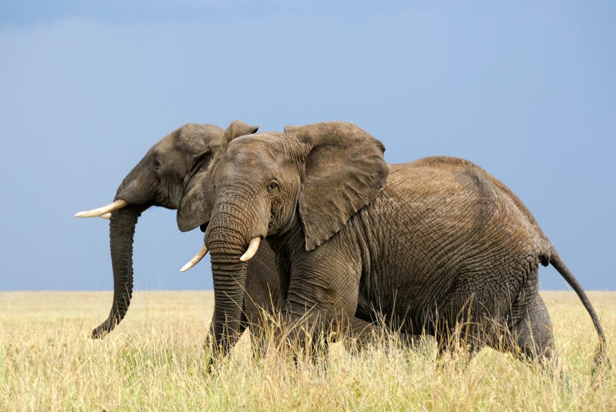 Running african elephants.