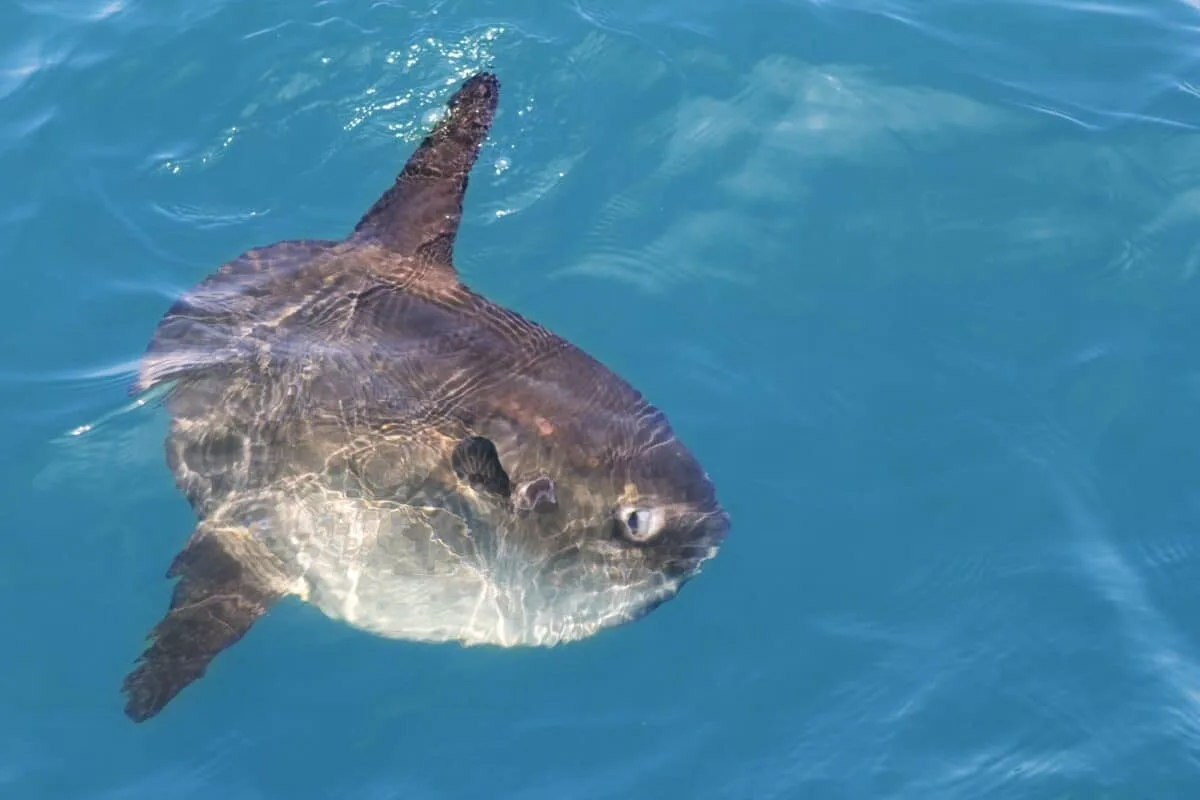 sunfish