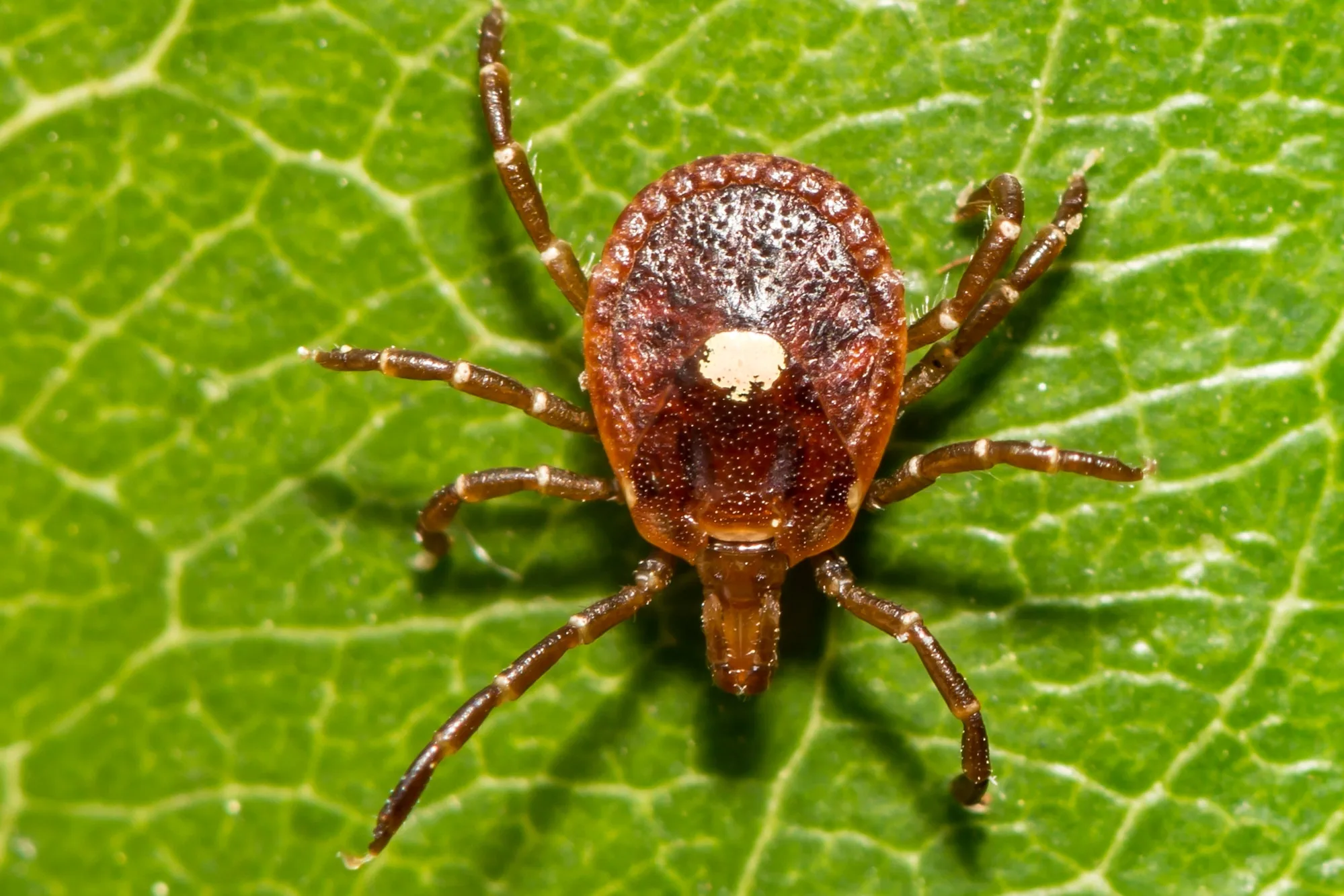 this tick can cause red meat allergy