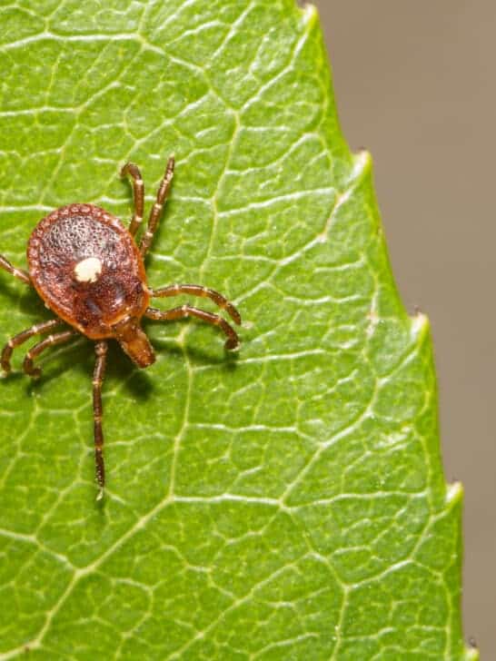 Tick and Lyme Disease in Illinois