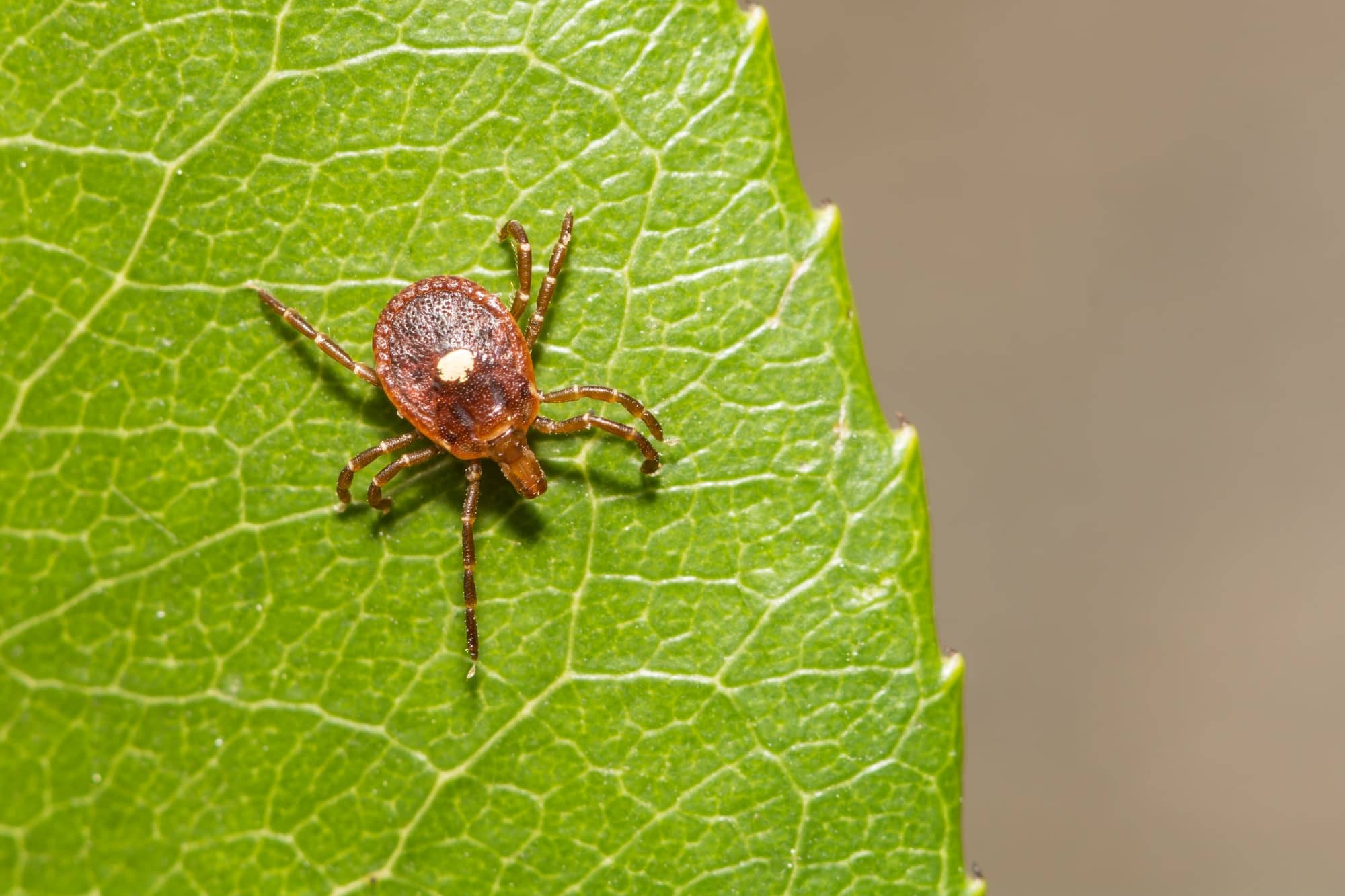 this tick can cause red meat allergy
