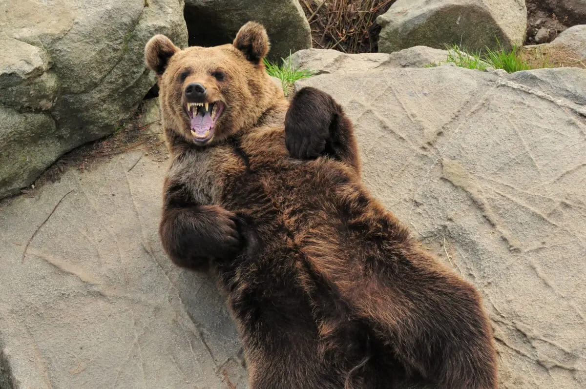 Bear Scares Fisherman