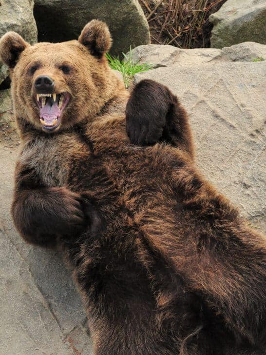 Bear Scares Fisherman in California