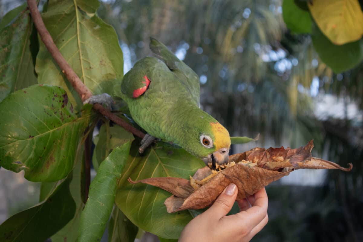 yellow-crowned parrot