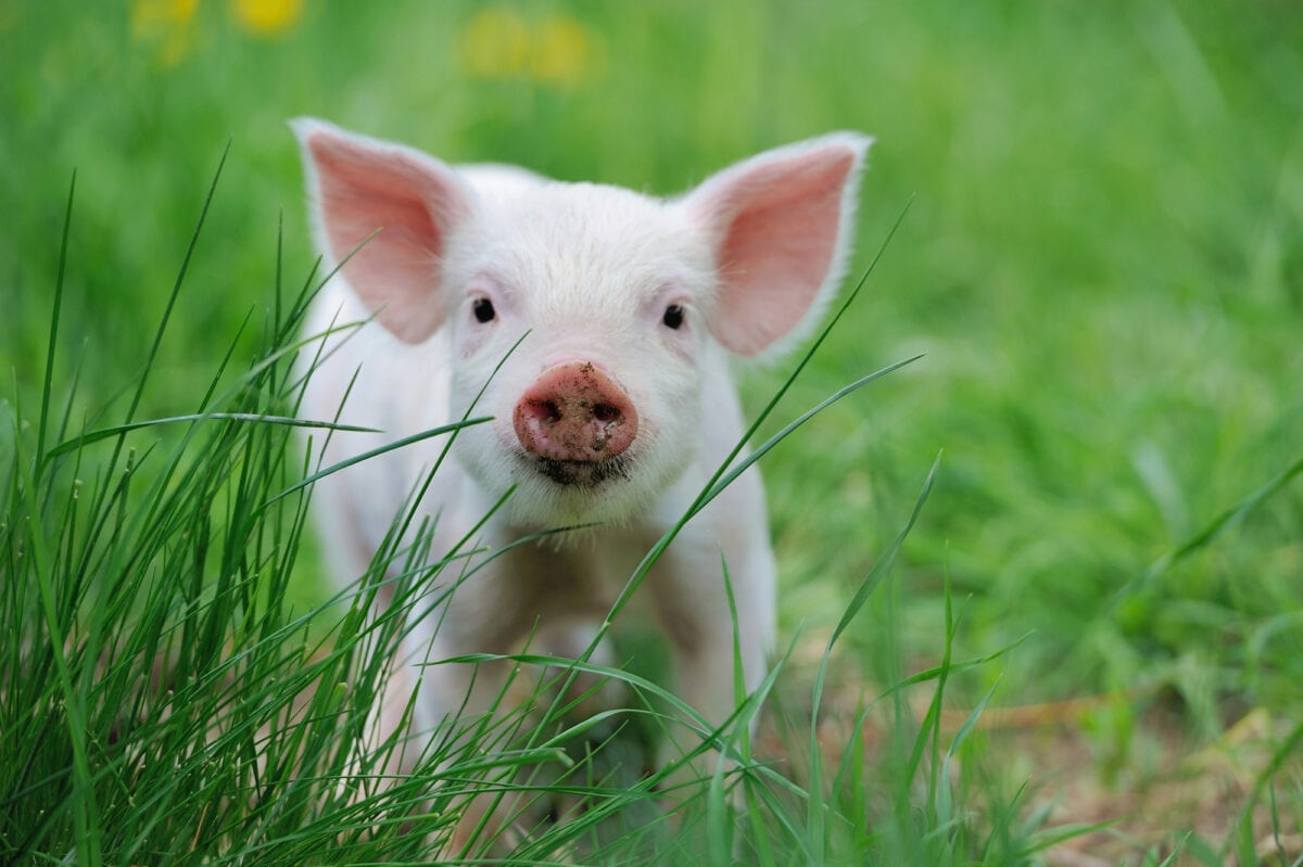 Piglet