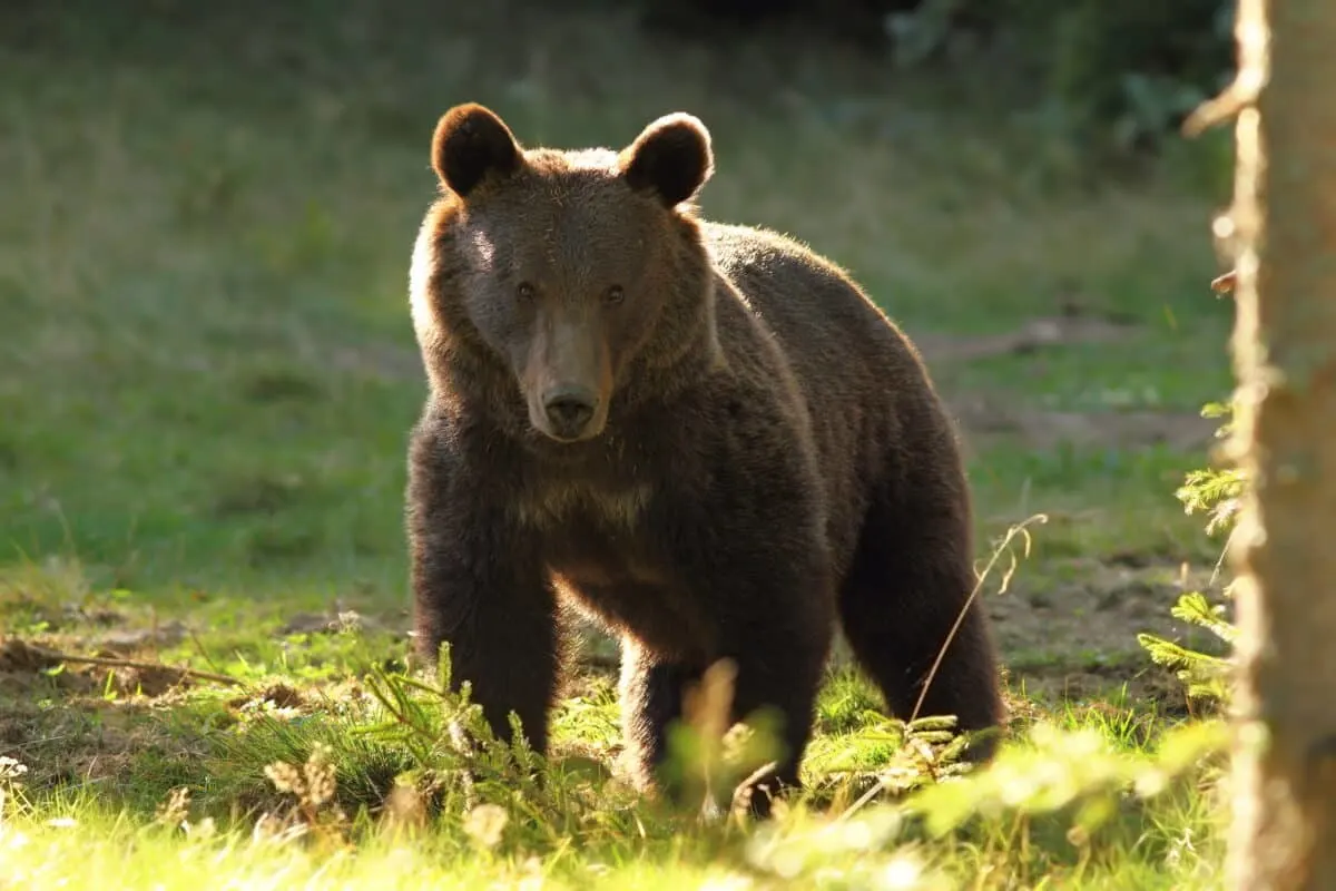 Bear Walks Past Tourists in Alaska