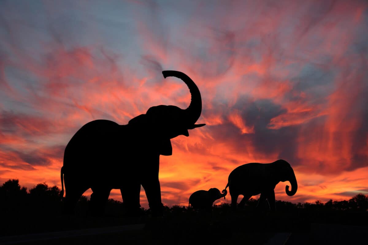 Elephants Enjoy a Spectacular Sunset on the Serengeti.