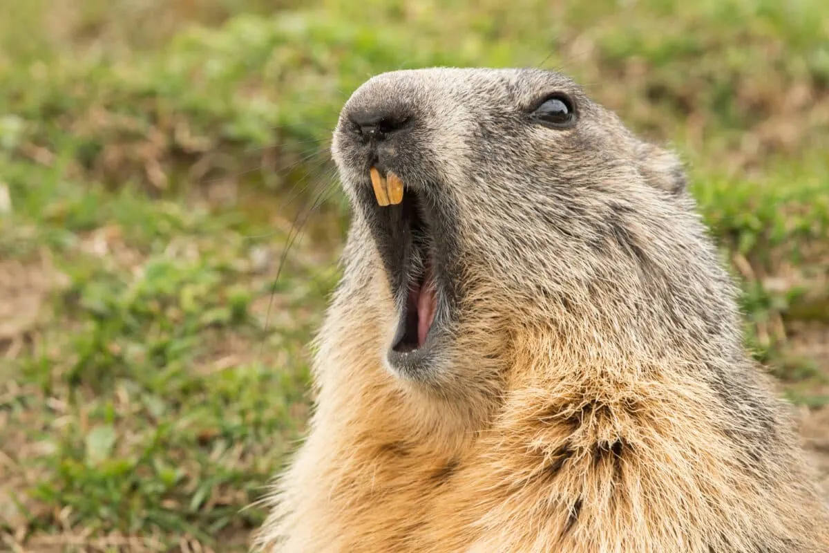 woodchuck vs. groundhog